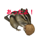 しまりす菜那のひととき6（個別スタンプ：9）