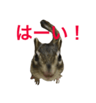 しまりす菜那のひととき6（個別スタンプ：11）