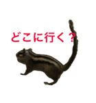 しまりす菜那のひととき6（個別スタンプ：12）
