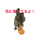 しまりす菜那のひととき6（個別スタンプ：13）