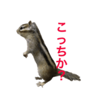 しまりす菜那のひととき6（個別スタンプ：19）