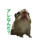 しまりす菜那のひととき6（個別スタンプ：24）