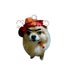 DOGGIE LIFE（個別スタンプ：1）