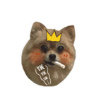 DOGGIE LIFE（個別スタンプ：3）