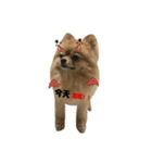 DOGGIE LIFE（個別スタンプ：4）