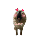 DOGGIE LIFE（個別スタンプ：5）