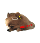 DOGGIE LIFE（個別スタンプ：7）