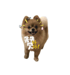 DOGGIE LIFE（個別スタンプ：8）