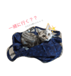 アメショのShell（個別スタンプ：2）