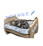 アメショのShell（個別スタンプ：3）