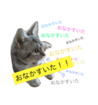 アメショのShell（個別スタンプ：8）