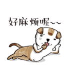 color dog daily life（個別スタンプ：27）