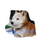 柴犬ギンの独り言（個別スタンプ：1）