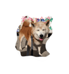 柴犬ギンの独り言（個別スタンプ：2）
