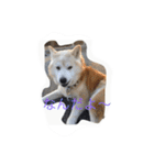 柴犬ギンの独り言（個別スタンプ：4）