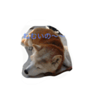 柴犬ギンの独り言（個別スタンプ：5）