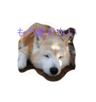 柴犬ギンの独り言（個別スタンプ：6）
