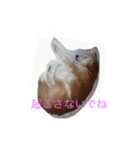 柴犬ギンの独り言（個別スタンプ：7）