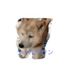 柴犬ギンの独り言（個別スタンプ：8）