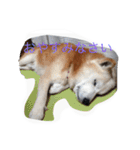 柴犬ギンの独り言（個別スタンプ：9）