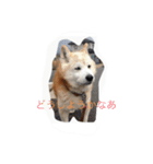 柴犬ギンの独り言（個別スタンプ：10）