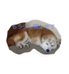 柴犬ギンの独り言（個別スタンプ：12）