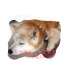 柴犬ギンの独り言（個別スタンプ：13）