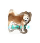 柴犬ギンの独り言（個別スタンプ：14）