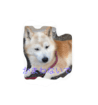 柴犬ギンの独り言（個別スタンプ：15）