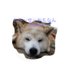 柴犬ギンの独り言（個別スタンプ：16）