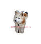 柴犬ギンの独り言（個別スタンプ：17）