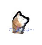 柴犬ギンの独り言（個別スタンプ：18）