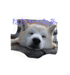 柴犬ギンの独り言（個別スタンプ：19）