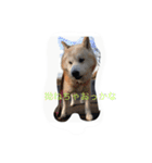 柴犬ギンの独り言（個別スタンプ：21）