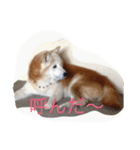 柴犬ギンの独り言（個別スタンプ：22）