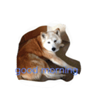 柴犬ギンの独り言（個別スタンプ：23）