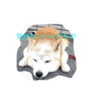 柴犬ギンの独り言（個別スタンプ：24）