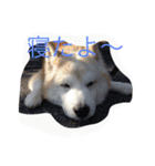 柴犬ギンの独り言（個別スタンプ：25）