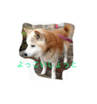 柴犬ギンの独り言（個別スタンプ：26）