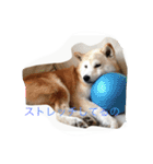 柴犬ギンの独り言（個別スタンプ：27）