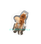柴犬ギンの独り言（個別スタンプ：28）