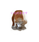 柴犬ギンの独り言（個別スタンプ：29）