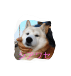 柴犬ギンの独り言（個別スタンプ：31）