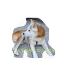 柴犬ギンの独り言（個別スタンプ：32）