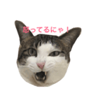 Chamame-san（個別スタンプ：4）
