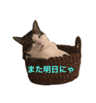 Chamame-san（個別スタンプ：5）