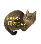 Moooooo（個別スタンプ：5）
