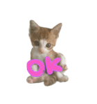 我が家の猫さま~使える？！スタンプ~（個別スタンプ：1）
