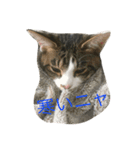 我が家の猫さま~使える？！スタンプ~（個別スタンプ：3）