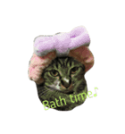 我が家の猫さま~使える？！スタンプ~（個別スタンプ：6）